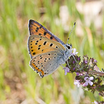 Section entomologie