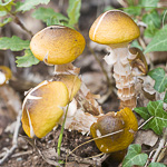 Section mycologie